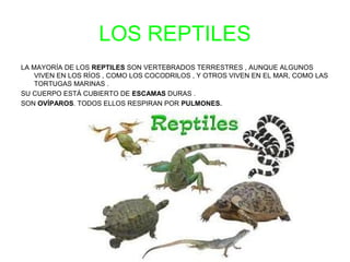 LOS REPTILES 
LA MAYORÍA DE LOS REPTILES SON VERTEBRADOS TERRESTRES , AUNQUE ALGUNOS 
VIVEN EN LOS RÍOS , COMO LOS COCODRILOS , Y OTROS VIVEN EN EL MAR, COMO LAS 
TORTUGAS MARINAS . 
SU CUERPO ESTÁ CUBIERTO DE ESCAMAS DURAS . 
SON OVÍPAROS. TODOS ELLOS RESPIRAN POR PULMONES. 
 