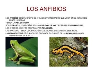 LOS ANFIBIOS 
LOS ANFIBIOS SON UN GRUPO DE ANIMALES VERTEBRADOS QUE VIVEN EN EL AGUA O EN 
ZONAS HÚMEDAS. 
TIENEN LA PIEL DESNUDA. 
SON OVÍPAROS, Y SUS CRÍAS SE LLAMAN RENACUAJOS Y RESPIRAN POR BRANQUIAS. 
LOS ANFIBIOS ADULTOS RESPIRAN POR PULMONES. 
LAS RANAS NO TIENEN COLA PERO SIN EMBARGO LA SALAMANDRA SI LA TIENE. 
LA METAMORFOSIS ES EL PROCESO QUE HACE EL CUERPO DE UN RENACUAJO HASTA 
CONVERTIRSE EN ADULTO. 
 