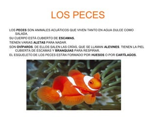 LOS PECES 
LOS PECES SON ANIMALES ACUÁTICOS QUE VIVEN TANTO EN AGUA DULCE COMO 
SALADA. 
SU CUERPO ESTÁ CUBIERTO DE ESCAMAS. 
TIENEN VARIAS ALETAS PARA NADAR. 
SON OVÍPAROS. DE ELLOS SALEN LAS CRÍAS, QUE SE LLAMAN ALEVINES. TIENEN LA PIEL 
CUBIERTA DE ESCAMAS Y BRANQUIAS PARA RESPIRAR. 
EL ESQUELETO DE LOS PECES ESTÁN FORMADO POR HUESOS O POR CARTÍLAGOS. 
 
