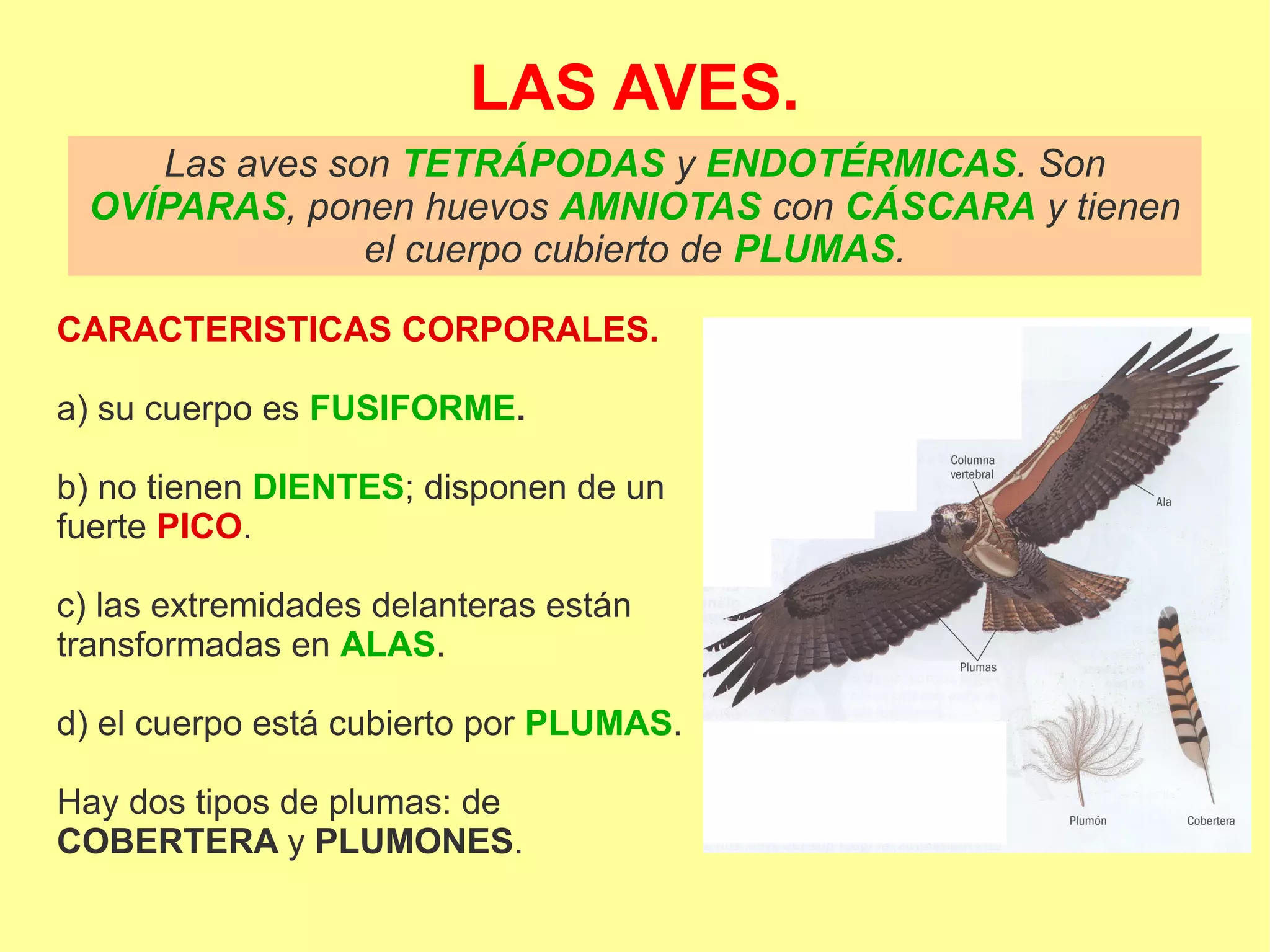 LAS AVES.
Las aves son TETRÁPODAS y ENDOTÉRMICAS. Son
OVÍPARAS, ponen huevos AMNIOTAS con CÁSCARA y tienen
el cuerpo cubierto de PLUMAS.
CARACTERISTICAS CORPORALES.
a) su cuerpo es FUSIFORME.
b) no tienen DIENTES; disponen de un
fuerte PICO.
c) las extremidades delanteras están
transformadas en ALAS.
d) el cuerpo está cubierto por PLUMAS.
Hay dos tipos de plumas: de
COBERTERA y PLUMONES.
 