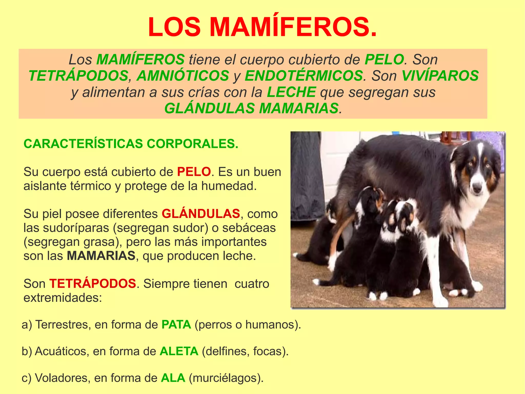 LOS MAMÍFEROS.
Los MAMÍFEROS tiene el cuerpo cubierto de PELO. Son
TETRÁPODOS, AMNIÓTICOS y ENDOTÉRMICOS. Son VIVÍPAROS
y alimentan a sus crías con la LECHE que segregan sus
GLÁNDULAS MAMARIAS.
CARACTERÍSTICAS CORPORALES.
Su cuerpo está cubierto de PELO. Es un buen
aislante térmico y protege de la humedad.
Su piel posee diferentes GLÁNDULAS, como
las sudoríparas (segregan sudor) o sebáceas
(segregan grasa), pero las más importantes
son las MAMARIAS, que producen leche.
Son TETRÁPODOS. Siempre tienen cuatro
extremidades:
a) Terrestres, en forma de PATA (perros o humanos).
b) Acuáticos, en forma de ALETA (delfines, focas).
c) Voladores, en forma de ALA (murciélagos).
 