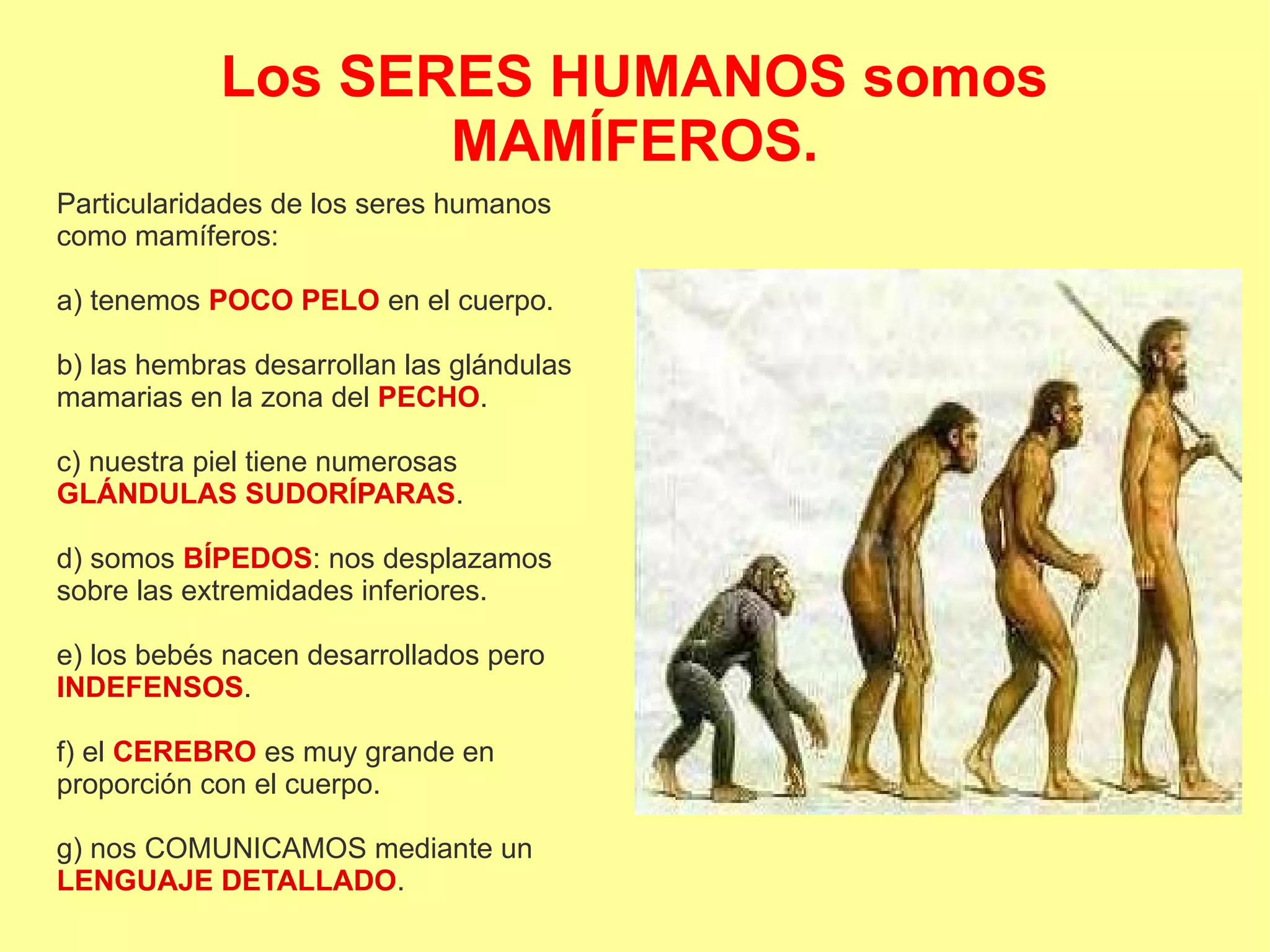 Los SERES HUMANOS somos
MAMÍFEROS.
Particularidades de los seres humanos
como mamíferos:
a) tenemos POCO PELO en el cuerpo.
b) las hembras desarrollan las glándulas
mamarias en la zona del PECHO.
c) nuestra piel tiene numerosas
GLÁNDULAS SUDORÍPARAS.
d) somos BÍPEDOS: nos desplazamos
sobre las extremidades inferiores.
e) los bebés nacen desarrollados pero
INDEFENSOS.
f) el CEREBRO es muy grande en
proporción con el cuerpo.
g) nos COMUNICAMOS mediante un
LENGUAJE DETALLADO.
 