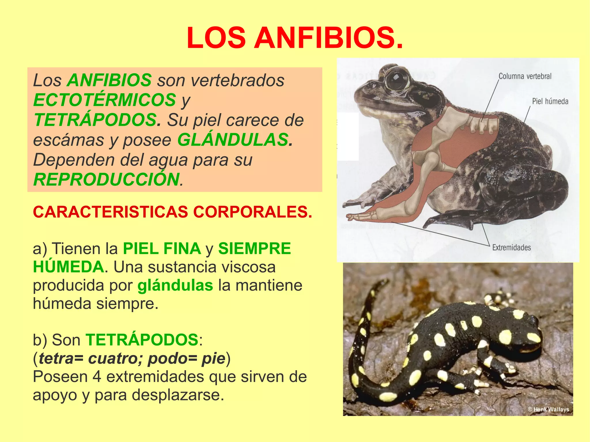 LOS ANFIBIOS.
Los ANFIBIOS son vertebrados
ECTOTÉRMICOS y
TETRÁPODOS. Su piel carece de
escámas y posee GLÁNDULAS.
Dependen del agua para su
REPRODUCCIÓN.
CARACTERISTICAS CORPORALES.
a) Tienen la PIEL FINA y SIEMPRE
HÚMEDA. Una sustancia viscosa
producida por glándulas la mantiene
húmeda siempre.
b) Son TETRÁPODOS:
(tetra= cuatro; podo= pie)
Poseen 4 extremidades que sirven de
apoyo y para desplazarse.
 