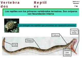 Ciencias de la Naturaleza 1º ESO Reptiles Cabeza Tronco Cola Lengua bífida Vertebrados Los reptiles son los primeros vertebrados terrestres. Son ovíparos con fecundación interna  Dientes con veneno Las tortugas son reptiles que presentan un caparazón protector 