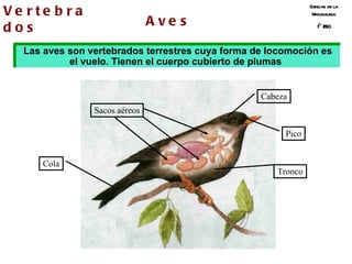 Ciencias de la Naturaleza 1º ESO Aves Cabeza Tronco Cola Pico Vertebrados Las aves son vertebrados terrestres cuya forma de locomoción es el vuelo. Tienen el cuerpo cubierto de plumas   Sacos aéreos 