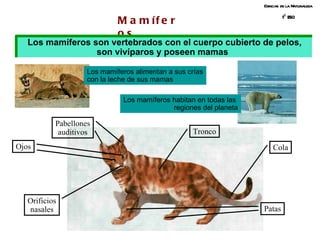Ciencias de la Naturaleza 1º ESO Mamíferos Cola Tronco Orificios nasales Los mamíferos son vertebrados con el cuerpo cubierto de pelos, son vivíparos y poseen mamas   Los mamíferos alimentan a sus crías con la leche de sus mamas Los mamíferos habitan en todas las  regiones del planeta Patas Ojos Pabellones auditivos 