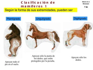 Ciencias de la Naturaleza 1º ESO Clasificación de mamíferos 1 Según la forma de sus extremidades, pueden ser Apoyan todo el pie en el suelo.  Apoyan sólo los dedos.   Apoyan sólo la punta de los dedos, que están protegidos por la pezuña.  Plantígrado Ungulígrado Digitígrado 