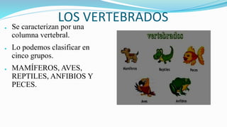 LOS VERTEBRADOS
● Se caracterizan por una
columna vertebral.
● Lo podemos clasificar en
cinco grupos.
● MAMÍFEROS, AVES,
REPTILES, ANFIBIOS Y
PECES.
 