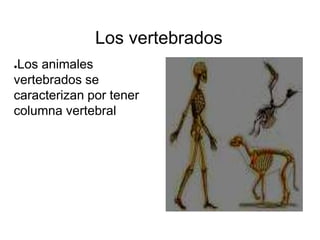Los vertebrados
●Los animales
vertebrados se
caracterizan por tener
columna vertebral
 