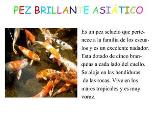 PEZ BRILLANTE ASIÁTICO
Es un pez selacio que perte-nece
a la familia de los escua-los
y es un excelente nadador.
Esta dotado de cinco bran-quias
a cada lado del cuello.
Se aloja en las hendiduras
de las rocas. Vive en los
mares tropicales y es muy
voraz.