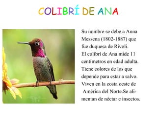 COLIBRÍ DE ANA
Su nombre se debe a Anna
Messena (1802-1887) que
fue duquesa de Rivoli.
El colibrí de Ana mide 11
centímetros en edad adulta.
Tiene colores de los que
depende para estar a salvo.
Viven en la costa oeste de
América del Norte.Se ali-mentan
de néctar e insectos.