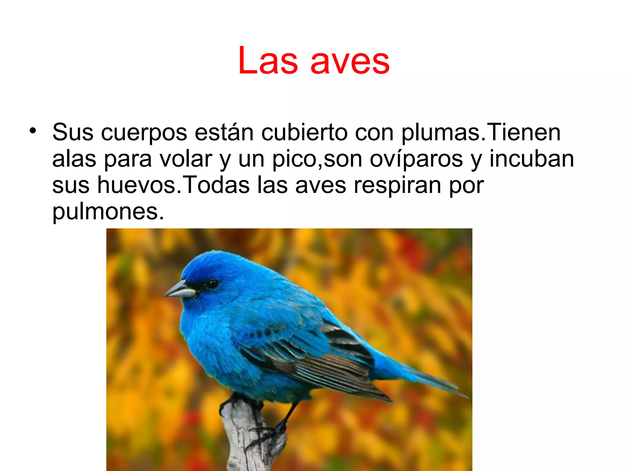 Las aves 
• Sus cuerpos están cubierto con plumas.Tienen 
alas para volar y un pico,son ovíparos y incuban 
sus huevos.Todas las aves respiran por 
pulmones. 
 