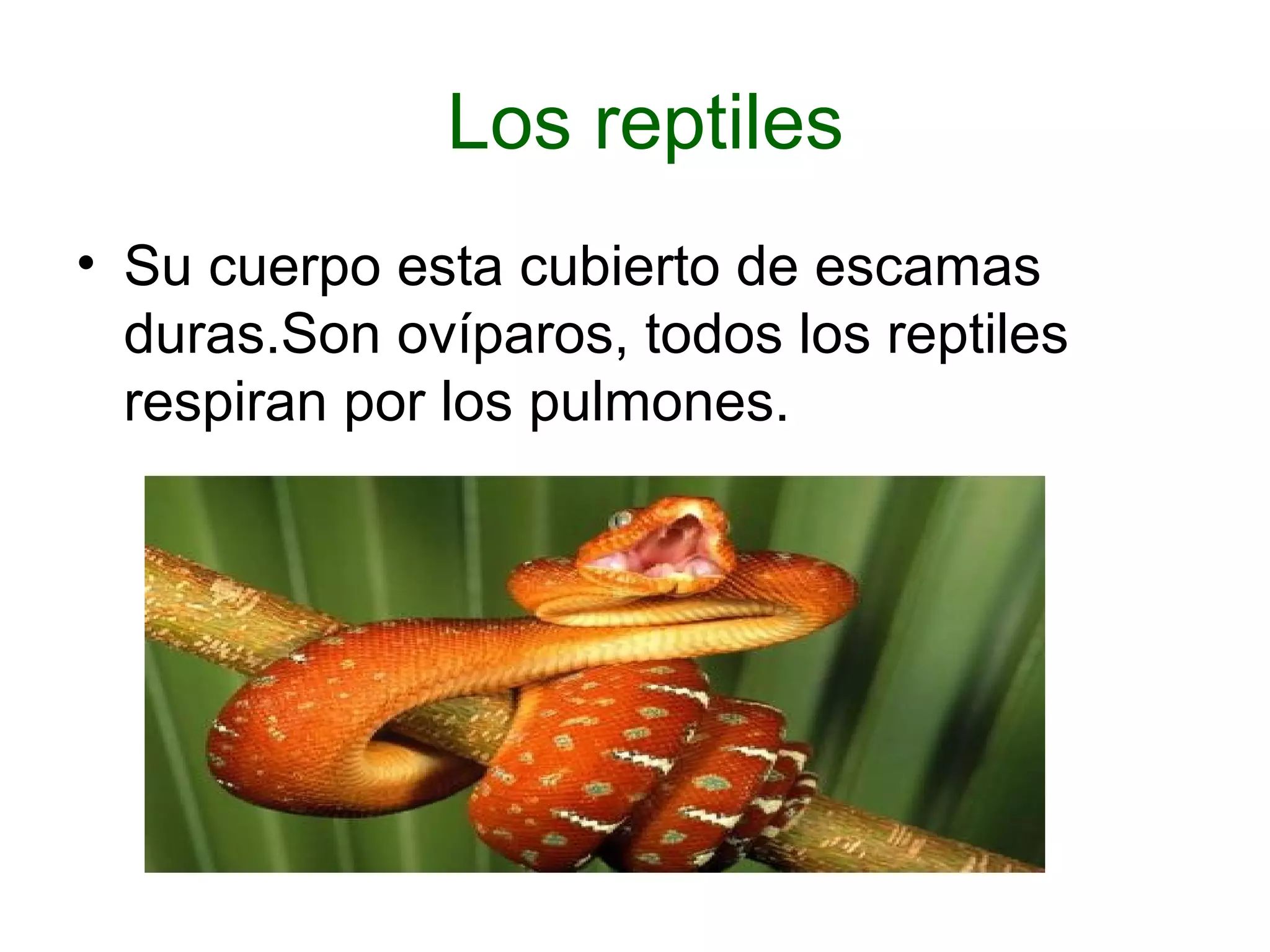 Los reptiles 
• Su cuerpo esta cubierto de escamas 
duras.Son ovíparos, todos los reptiles 
respiran por los pulmones. 
 