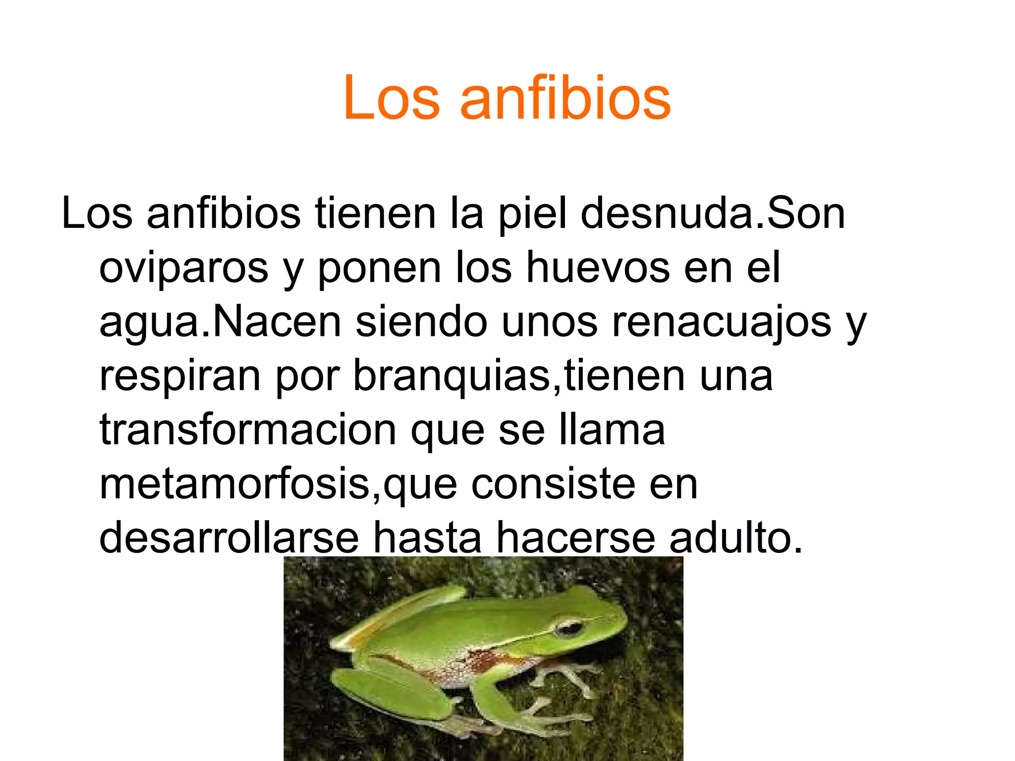 Los anfibios 
Los anfibios tienen la piel desnuda.Son 
oviparos y ponen los huevos en el 
agua.Nacen siendo unos renacuajos y 
respiran por branquias,tienen una 
transformacion que se llama 
metamorfosis,que consiste en 
desarrollarse hasta hacerse adulto. 
