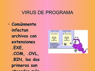 VIRUS DE PROGRAMA Comúnmente infectan archivos con extensiones .EXE, .COM, .OVL, .BIN, los dos primeros son  atacados más frecuentemente por que se utilizan más.   