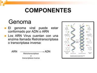 Retrotranscriptasa Inversa Los virus | PPTX