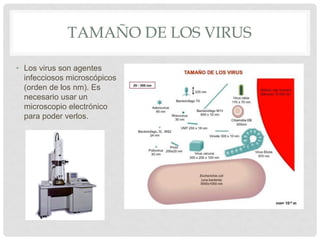 TAMAÑO DE LOS VIRUS

• Los virus son agentes
  infecciosos microscópicos
  (orden de los nm). Es
  necesario usar un
  microscopio electrónico
  para poder verlos.
 