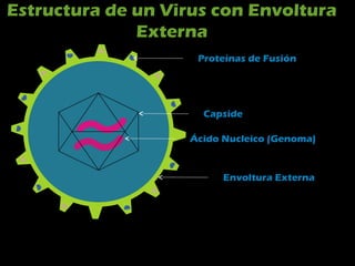 Estructura de un Virus con Envoltura
Externa
Ácido Nucleico (Genoma)
Envoltura Externa
Capside
Proteínas de Fusión
 