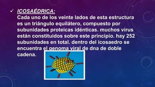  ICOSAÉDRICA:
Cada uno de los veinte lados de esta estructura
es un triángulo equilátero, compuesto por
subunidades proteicas idénticas. muchos virus
están constituidos sobre este principio. hay 252
subunidades en total. dentro del icosaedro se
encuentra el genoma viral de dna de doble
cadena.
 