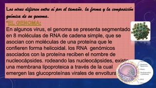 Los virus difieren entre sí por el tamaño, la forma y la composición
química de su genoma.
En algunos virus, el genoma se presenta segmentado
en 8 moléculas de RNA de cadena simple, que se
asocian con moléculas de una proteína que le
confieren forma helicoidal. los RNA genómicos
asociados con la proteína reciben el nombre de
nucleocápsides. rodeando las nucleocápsides, existe
una membrana lipoproteica a través de la cual
emergen las glucoproteínas virales de envoltura.
 