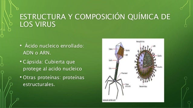 Los virus