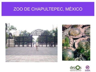 ZOO DE CHAPULTEPEC, MÉXICO
 