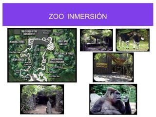 ZOO INMERSIÓN
 