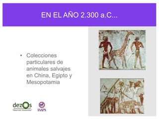 EN EL AÑO 2.300 a.C...
• Colecciones
particulares de
animales salvajes
en China, Egipto y
Mesopotamia
 