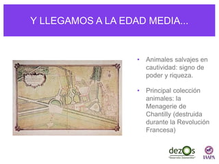 Y LLEGAMOS A LA EDAD MEDIA...
• Animales salvajes en
cautividad: signo de
poder y riqueza.
• Principal colección
animales: la
Menagerie de
Chantilly (destruida
durante la Revolución
Francesa)
 