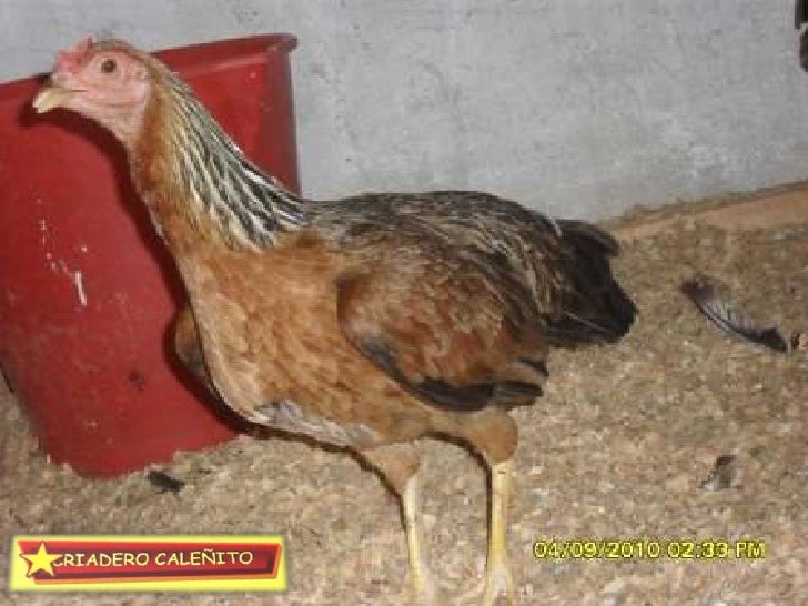 Lote Septiembre De 2010 Gallos Y Gallinas Buena Seleccion Exclusiva