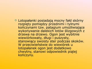  Lotopałanki posiadają mocny fałd skórny
rozpięty pomiędzy przednimi i tylnymi
kończynami tzw. patagium umożliwiające
wykonywanie dalekich lotów ślizgowych z
drzewa na drzewo. Ogon jest wybitnie
wiewiórkowaty, długi i puszysty,
stanowiący swoisty ster podczas skoków.
W przeciwieństwie do wiewiórek u
lotopałanek ogon jest dodatkowo
chwytny, stanowi odpowiednik piątej
kończyny.
 