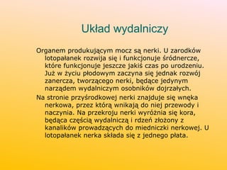 Układ wydalniczy
Organem produkującym mocz są nerki. U zarodków
lotopałanek rozwija się i funkcjonuje śródnercze,
które funkcjonuje jeszcze jakiś czas po urodzeniu.
Już w życiu płodowym zaczyna się jednak rozwój
zanercza, tworzącego nerki, będące jedynym
narządem wydalniczym osobników dojrzałych.
Na stronie przyśrodkowej nerki znajduje się wnęka
nerkowa, przez którą wnikają do niej przewody i
naczynia. Na przekroju nerki wyróżnia się kora,
będąca częścią wydalniczą i rdzeń złożony z
kanalików prowadzących do miedniczki nerkowej. U
lotopałanek nerka składa się z jednego płata.
 