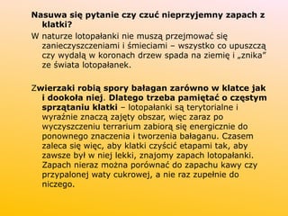Nasuwa się pytanie czy czuć nieprzyjemny zapach z
klatki?
W naturze lotopałanki nie muszą przejmować się
zanieczyszczeniami i śmieciami – wszystko co upuszczą
czy wydalą w koronach drzew spada na ziemię i „znika”
ze świata lotopałanek.
Zwierzaki robią spory bałagan zarówno w klatce jak
i dookoła niej. Dlatego trzeba pamiętać o częstym
sprzątaniu klatki – lotopałanki są terytorialne i
wyraźnie znaczą zajęty obszar, więc zaraz po
wyczyszczeniu terrarium zabiorą się energicznie do
ponownego znaczenia i tworzenia bałaganu. Czasem
zaleca się więc, aby klatki czyścić etapami tak, aby
zawsze był w niej lekki, znajomy zapach lotopałanki.
Zapach nieraz można porównać do zapachu kawy czy
przypalonej waty cukrowej, a nie raz zupełnie do
niczego.
 