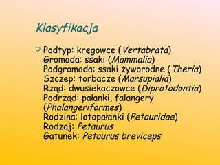 Klasyfikacja
 Podtyp: kręgowce (Vertabrata)
Gromada: ssaki (Mammalia)
Podgromada: ssaki żyworodne (Theria)
Szczep: torbacze (Marsupialia)
Rząd: dwusiekaczowce (Diprotodontia)
Podrząd: pałanki, falangery
(Phalangeriformes)
Rodzina: lotopałanki (Petauridae)
Rodzaj: Petaurus
Gatunek: Petaurus breviceps
 