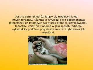 Jest to gatunek odróżniający się ewolucyjnie od
innych torbaczy. Różnica ta wywodzi się z podobieństwa
lotopałanek do latających wiewiórek które są łożyskowcami.
Jednakże wciąż niewiadomo w jaki sposób torbacze
wykształciły podobne przystosowania do szybowania jak
wiewiórki.
 