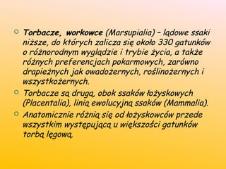  Torbacze, workowce (Marsupialia) – lądowe ssaki
niższe, do których zalicza się około 330 gatunków
o różnorodnym wyglądzie i trybie życia, a także
różnych preferencjach pokarmowych, zarówno
drapieżnych jak owadożernych, roślinożernych i
wszystkożernych.
 Torbacze są drugą, obok ssaków łożyskowych
(Placentalia), linią ewolucyjną ssaków (Mammalia).
 Anatomicznie różnią się od łożyskowców przede
wszystkim występującą u większości gatunków
torbą lęgową.
 