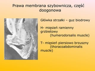 Prawa membrana szybownicza, część
doogonowa
Główka strzałki – guz biodrowy
H- mięsień ramienny
grzbietowy
(humerodorsalis muscle)
T- mięsień piersiowo brzuszny
(thoracoabdominalis
muscle)
 