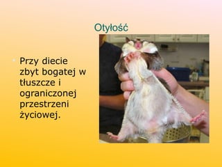 Otyłość

Przy diecie
zbyt bogatej w
tłuszcze i
ograniczonej
przestrzeni
życiowej.
 