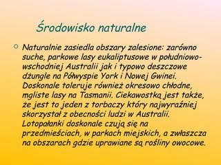 Środowisko naturalne
 Naturalnie zasiedla obszary zalesione: zarówno
suche, parkowe lasy eukaliptusowe w południowo-
wschodniej Australii jak i typowo deszczowe
dżungle na Półwyspie York i Nowej Gwinei.
Doskonale toleruje również okresowo chłodne,
mgliste lasy na Tasmanii. Ciekawostką jest także,
że jest to jeden z torbaczy który najwyraźniej
skorzystał z obecności ludzi w Australii.
Lotopałanki doskonale czują się na
przedmieściach, w parkach miejskich, a zwłaszcza
na obszarach gdzie uprawiane są rośliny owocowe.
 