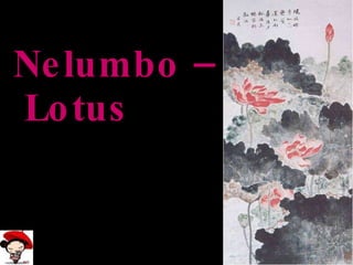 Nelumbo –  Lotus   