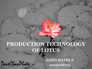 EZHILMATHI.S
2015006015
PRODUCTION TECHNOLOGY
OF LOTUS
 