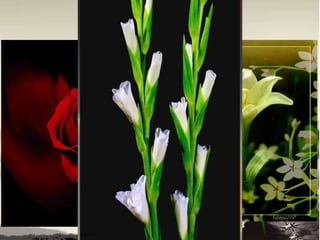 Lotus
• The lily and rose were old rivals.
• Both of them competed for the high honor and of
being called undisputed queen of flowers.
• Both of them were proud of their beauty and
grandeur. The rose was proud of its red color and
white lily had the grace of the face of goddess Juno.
• Some poets and bards favored the rose and some
supported white lily.
• The pale white face of lily resembles the stately and
graceful face of goddess Juno.
 