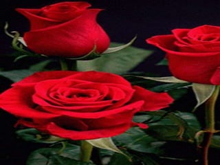 Lotus
• The rose has been an old rival of the lily for the high
honor of being called the queen of flowers.
• The redness of the rose is the first choice of lovers all
around the world. Its delicacy and beauty is
matchless.
• A large number of poets have been giving the high
honor of being queen of flowers to the rose.
• But some critics believe that the rose can’t match the
dignity and grace of the lily.
 