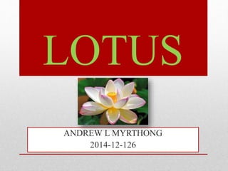 LOTUS
ANDREW L MYRTHONG
2014-12-126
 