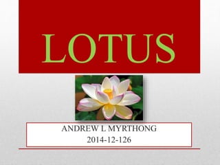 Lotus ppt | PPTX