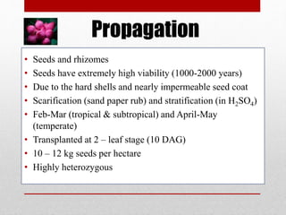 Propagation
• Seeds and rhizomes
• Seeds have extremely high viability (1000-2000 years)
• Due to the hard shells and nearly impermeable seed coat
• Scarification (sand paper rub) and stratification (in H2SO4)
• Feb-Mar (tropical & subtropical) and April-May
(temperate)
• Transplanted at 2 – leaf stage (10 DAG)
• 10 – 12 kg seeds per hectare
• Highly heterozygous
 
