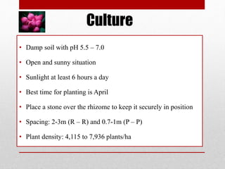 Culture
• Damp soil with pH 5.5 – 7.0
• Open and sunny situation
• Sunlight at least 6 hours a day
• Best time for planting is April
• Place a stone over the rhizome to keep it securely in position
• Spacing: 2-3m (R – R) and 0.7-1m (P – P)
• Plant density: 4,115 to 7,936 plants/ha
 