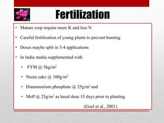 Fertilization
• Mature crop require more K and less N
• Careful fertilization of young plants to prevent burning
• Doses maybe split in 3-4 applications
• In India media supplemented with
• FYM @ 5kg/m2
• Neem cake @ 100g/m2
• Diammonium phosphate @ 25g/m2 and
• MoP @ 25g/m2 as basal dose 15 days prior to planting
(Goel et al., 2001)
 