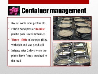 Container management
• Round containers preferable
• Fabric pond pots or no hole
plastic pots is recommended
• Three - fifth of the pots filled
with rich and wet pond soil
• Irrigate after 2 days when the
plants have firmly attached to
the mud
 