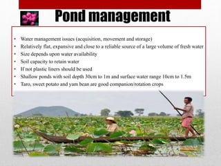 Pond management
• Water management issues (acquisition, movement and storage)
• Relatively flat, expansive and close to a reliable source of a large volume of fresh water
• Size depends upon water availability
• Soil capacity to retain water
• If not plastic liners should be used
• Shallow ponds with soil depth 30cm to 1m and surface water range 10cm to 1.5m
• Taro, sweet potato and yam bean are good companion/rotation crops
 